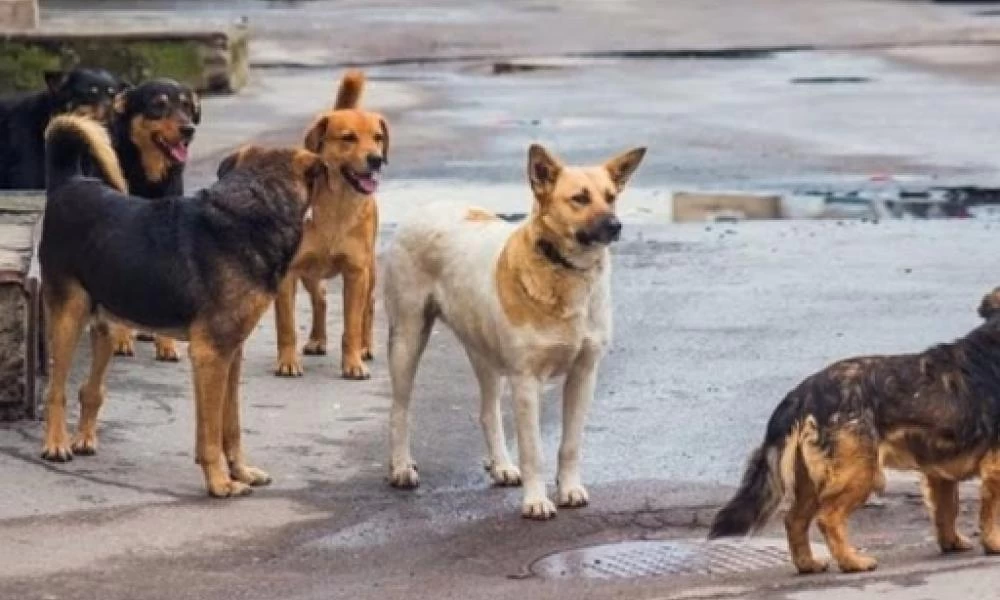 Θεσσαλονίκη: 22χρονος δέχθηκε επίθεση από αγέλη σκύλων στο Σέιχ Σου